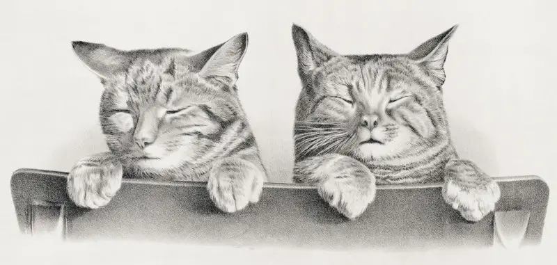 Cute Cats Portrait, Detailed Drawing